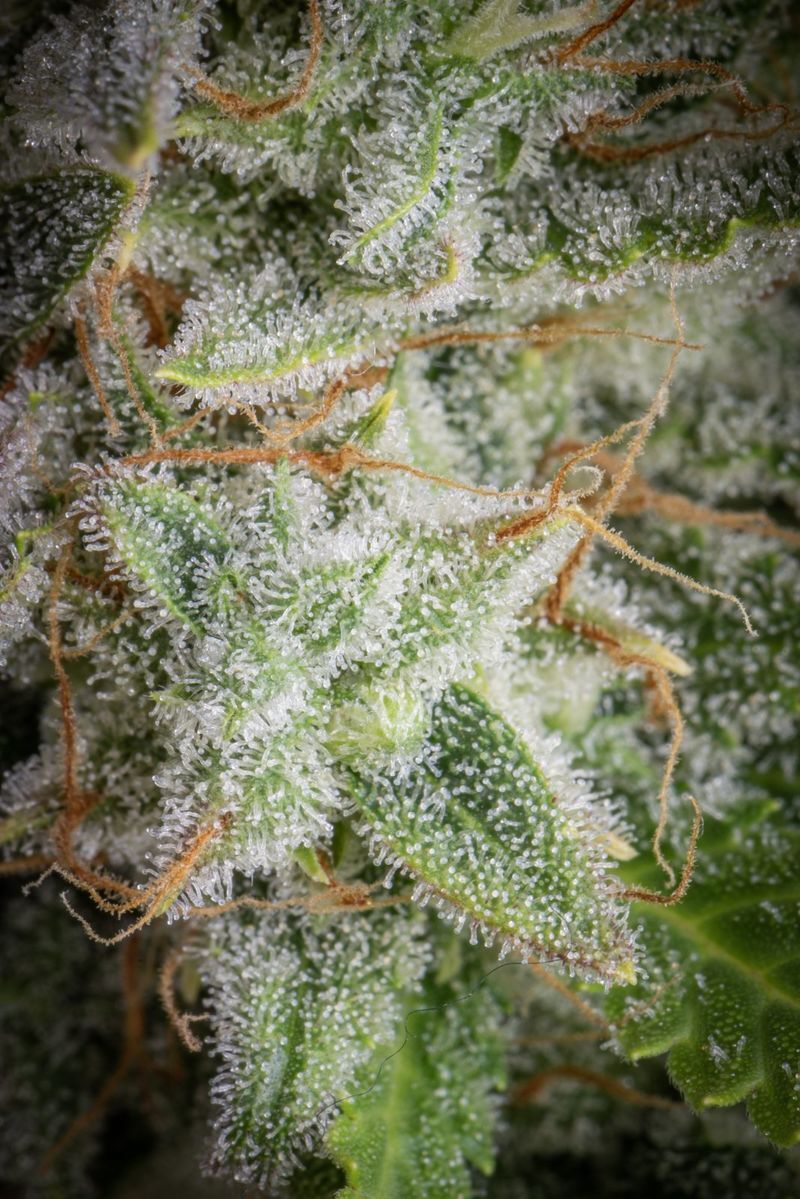 Orange Sherbet Auto, Фасовка: 1, изображение 9